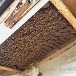 bees in soffit