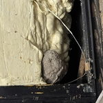 Wasp / Bee Services