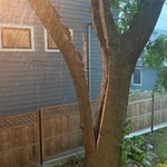 Tree Removal