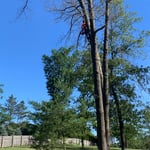 Tree Service Project