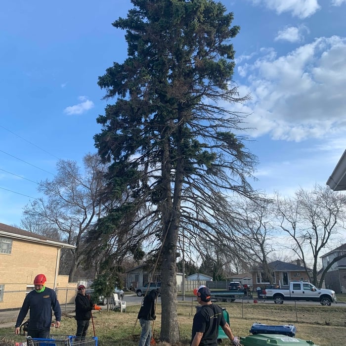 Tree Service Project