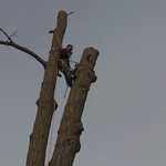 Tree Removal