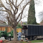 Tree Removal