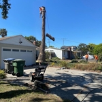 Tree Removal