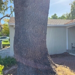 Tree Removal