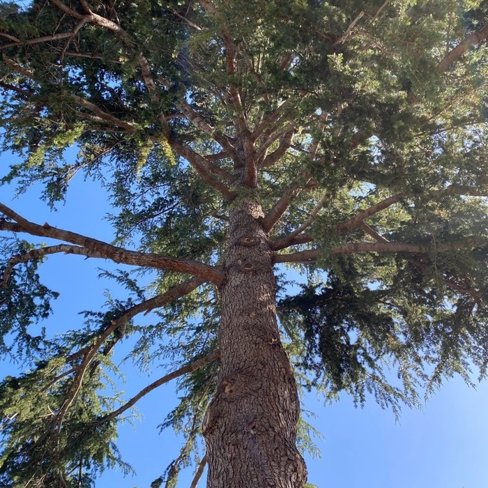 Tree Removal