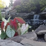 Plants and Ponds