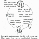 Grub Life Cycle