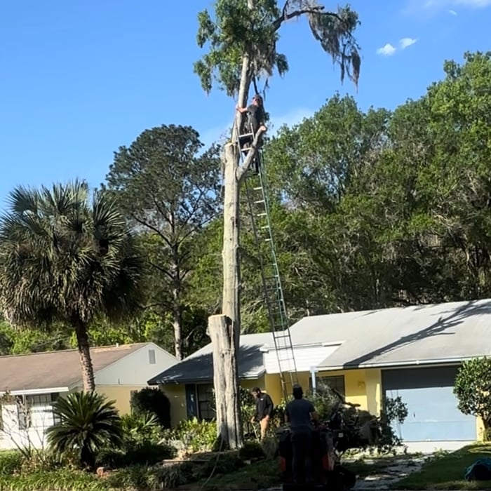 Tree Service Project