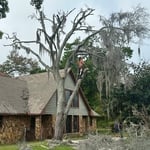 Tree Service Project