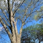 Tree Service Project