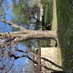 Tree Service Project