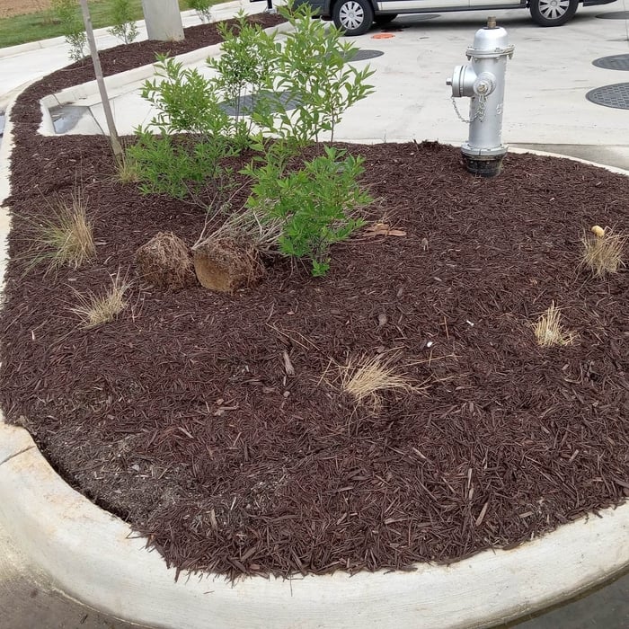Dyed brown mulch installed and clean up
