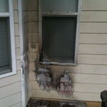 Wood Rot