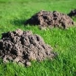 Mole Removal Eugene & Mole Removal Roseburg