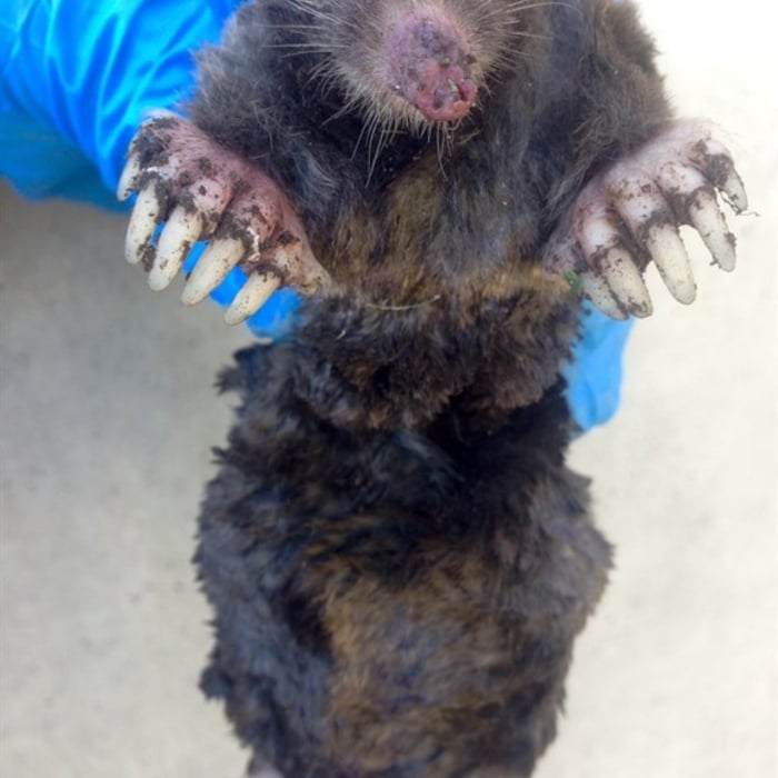Mole removal & gopher removal