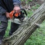 Tree Service