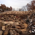 Wood Pile