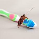 Pests don't care...