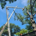 Craine Removal