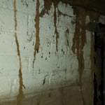 Termite mud tubes