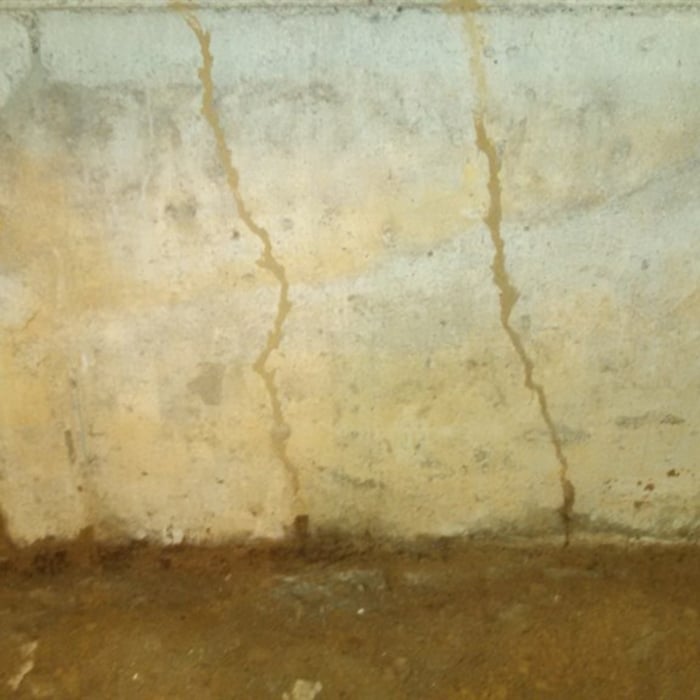 Termite mud tubes