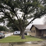 Tree trimming Waco TX