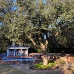 Before trimming live oak tree