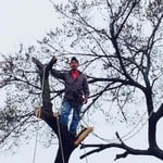 Here we are taking down a tree and as you can see safety is our priority. Francisco one of the climbers is tied in with his harness.