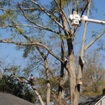 This picture is of a climber and a bucket truck working on the same together.
