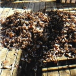 Before