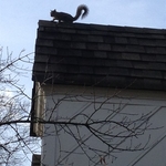 Moma Squirrel