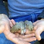 Baby Squirrels