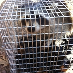 Raccoon