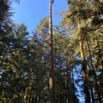 Trees of Mystery-Spruce Removal