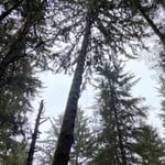 Trees of Mystery-Spruce Removal