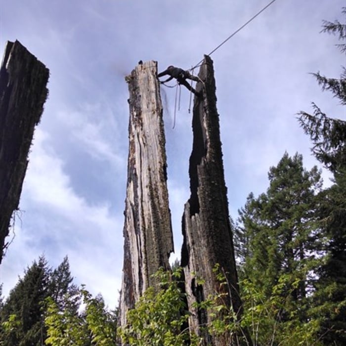 Snag Hazard Removal