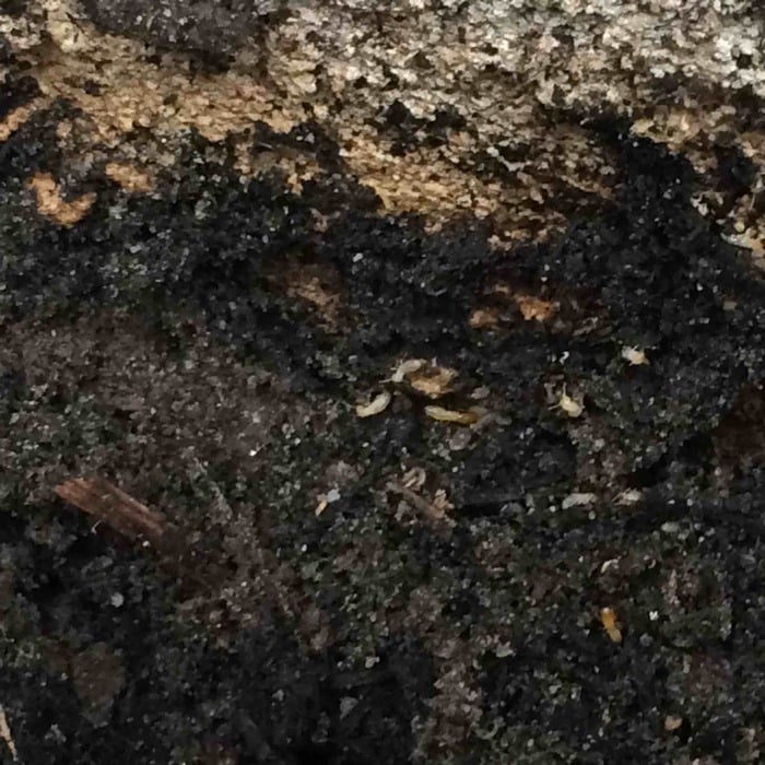 worker termites