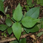 Poison Ivy