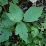 Poison Ivy