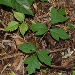 Poison Ivy
