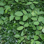 Poison Ivy in Periwinkle
