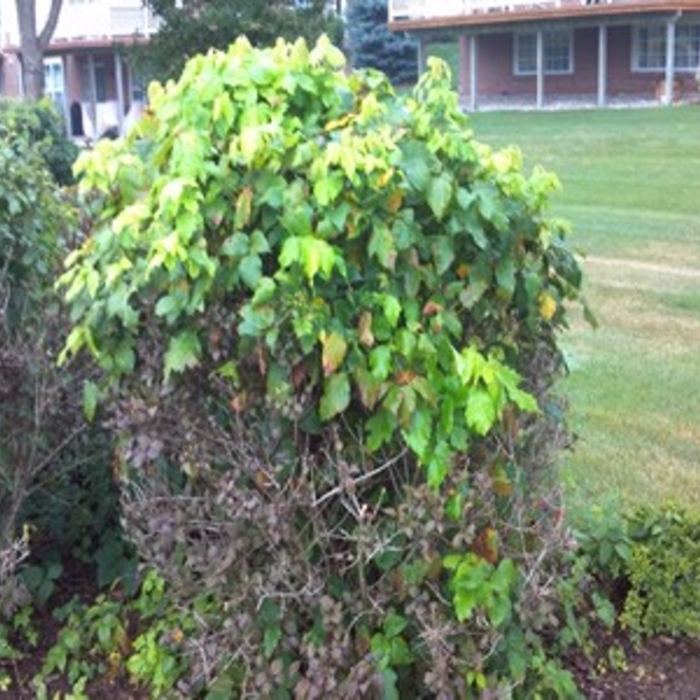 Poison Ivy in a Bush