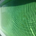 Green pool