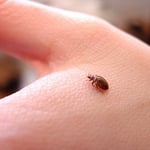 Bed Bugs
