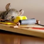 Mice Control