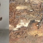Termites