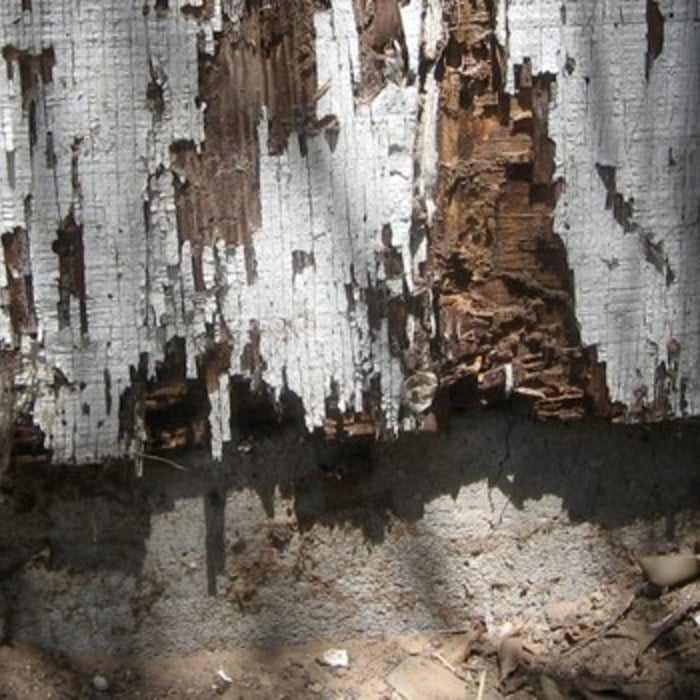 Termites