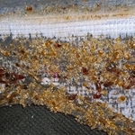 Severe Infestation