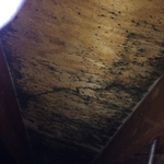 Attic Mold